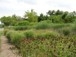 Vegetation Management